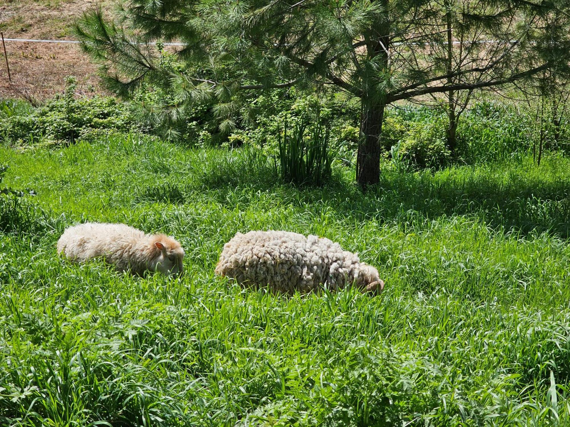 Domaine De Massoulac Molières Exterior foto